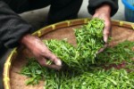 Japonské zelené čaje - tak chutná opravdový čaj