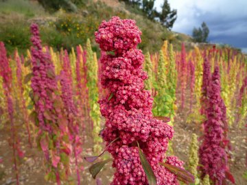 Quinoa - Matka zrn